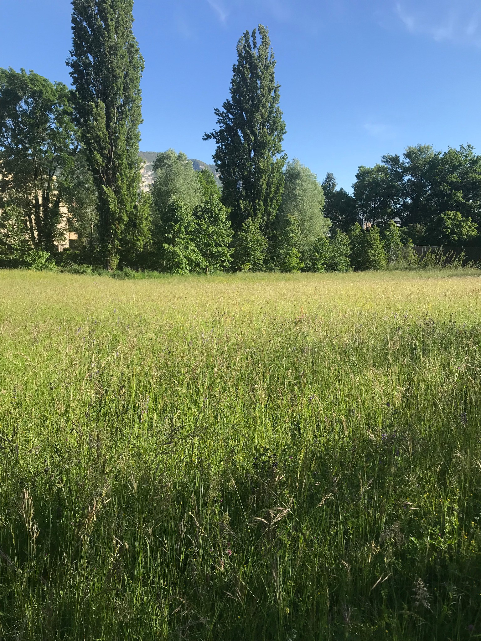 Grand chêne au feuillage vert